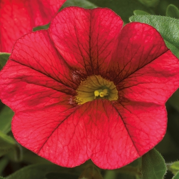 Calibrachoa hybrid (Million Bells) - Calibrachoa 'Sweet Chimes Red Wine'