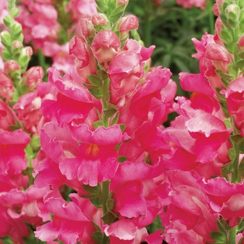 Antirrhinum majus 'Liberty Classic Rose Pink' - Snapdragon