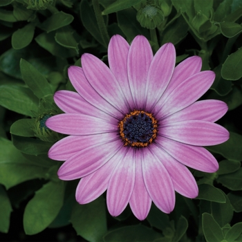 Osteospermum (African Daisy) - Osteospermum 'Purple Bicolor'