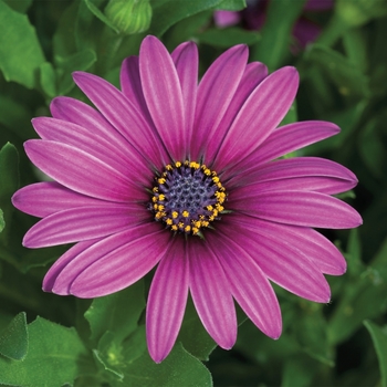Osteospermum (African Daisy) - Osteospermum 'Purple'