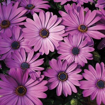 Osteospermum (African Daisy) - Osteospermum 'Lavender Shades'