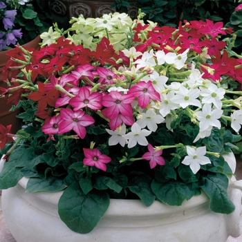 Nicotiana x alata (Flowering Tobacco) - Nicotiana 'Saratoga Mix'