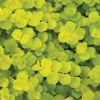 Lysimachia nummularia - Creeping Jenny 'Goldii'