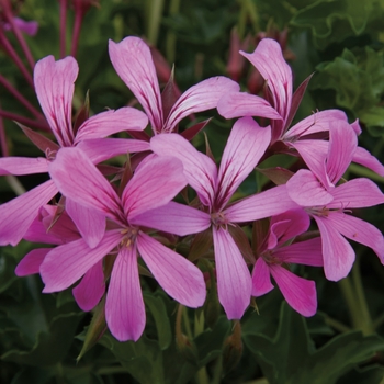 Pelargonium peltatum (Ivy Geranium) - Geranium 'Cascade Lila-Compact'
