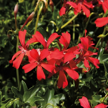 Pelargonium peltatum (Ivy Geranium) - Geranium 'Cascade Bright' 