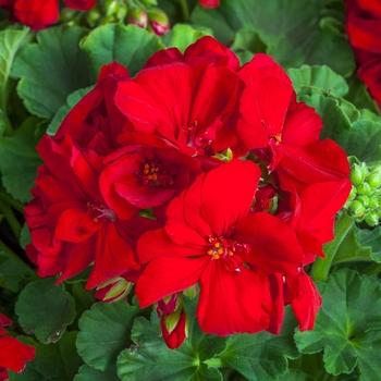 Pelargonium 'Calliope® Medium Red' - Interspecific Geranium