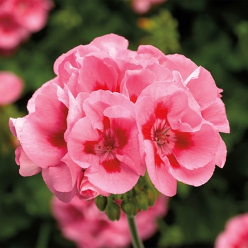 Pelargonium (Interspecific Geranium) - Geranium 'Calliope Medium Pink Flame'