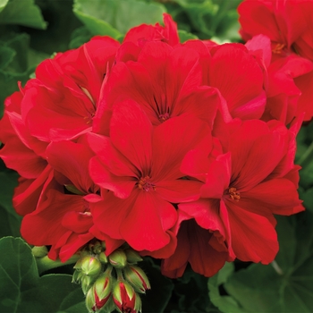 Pelargonium (Interspecific Geranium) - Geranium 'Calliope Large Dark Red'