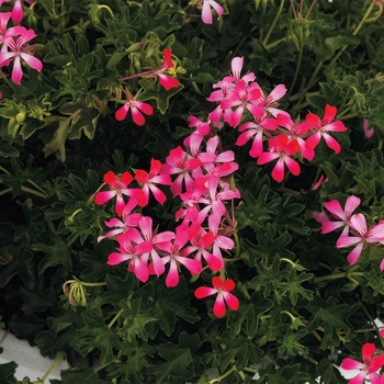 Pelargonium peltatum (Ivy Geranium) - 'Cascade Acapulco Compact' 