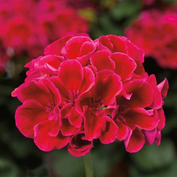 Pelargonium (Interspecific Geranium) - Geranium 'Calliope Medium Crimson Flame'