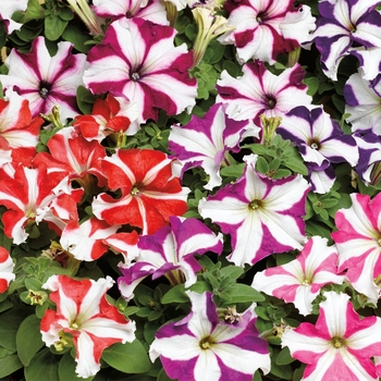 Petunia grandiflora - Petunia 'TriTunia Star Mix'