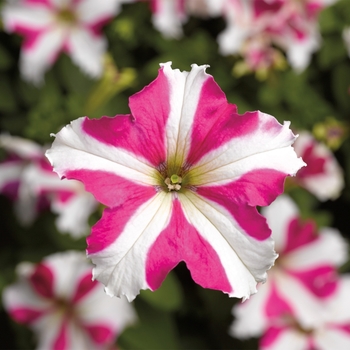 Petunia grandiflora - Petunia 'TriTunia Rose Star'