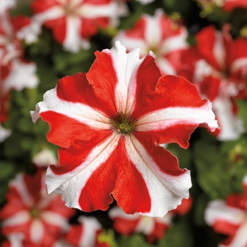 Petunia grandiflora - Petunia 'TriTunia Red Star'