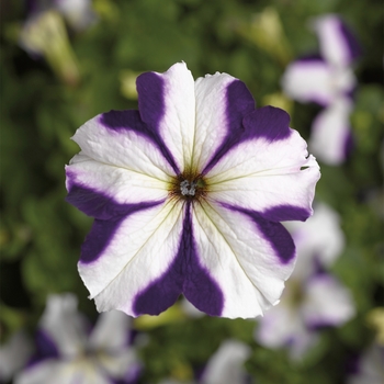 Petunia grandiflora - Petunia 'TriTunia Blue Star'