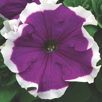 Petunia grandiflora 'Frost Velvet' - Petunia