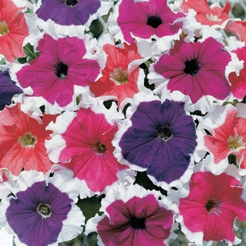 Petunia grandiflora 'Frost Mix' - Petunia