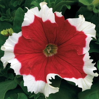 Petunia grandiflora 'Frost Fire' - Petunia