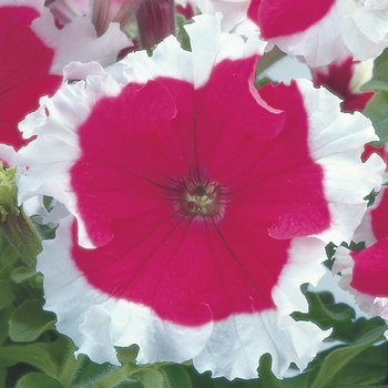 Petunia grandiflora 'Frost Cherry' - Petunia