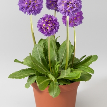 Primula denticulata - Primrose 'Drumstick Mix'