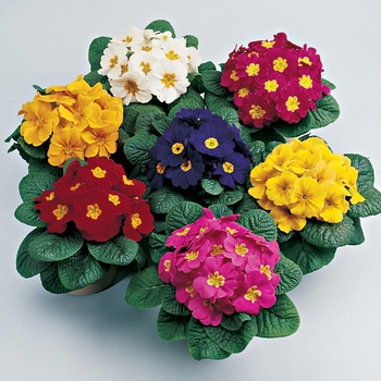 Primrose 'Multiple Varieties'