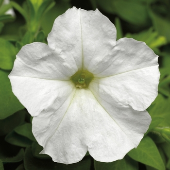 Petunia hybrida 'Picobella™ White' - Petunia