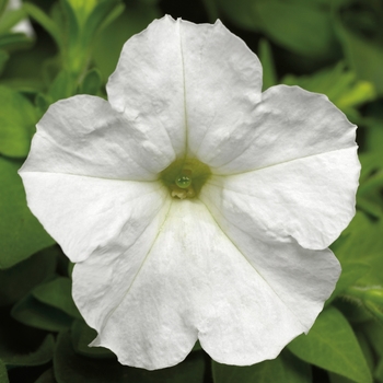 Petunia hybrida ' - Petunia 'Picobella White'