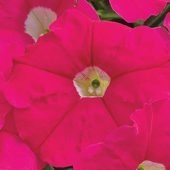 Petunia milliflora - Petunia 'Picobella Rose'
