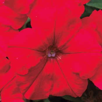 Petunia hybrida 'Picobella™ Red' - Petunia