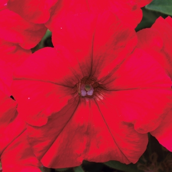 Petunia hybrida - Petunia 'Picobella Red'