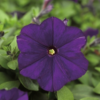 Petunia milliflora - Petunia 'Picobella Blue'