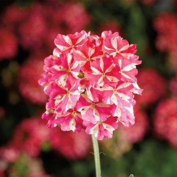 Verbena - Verbena 'Sweet Dreams Shooting Star'