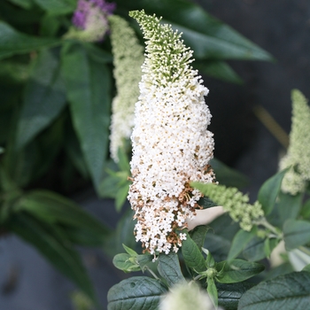 Buddleia x - Pugster White®