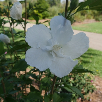 Hibiscus syriacus - White Pillar® 