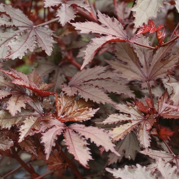 Hibiscus acetosella - Hibiscus 'Mahogany Splendor'