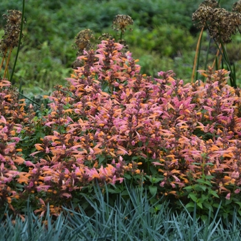 Agastache aurantiaca - 'Mango Tango' Anise Hyssop