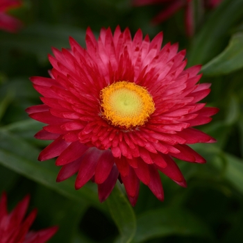 Bracteantha bracteata - Strawflower 'Mohave Purple'