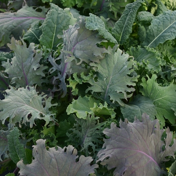 Brassica oleracea - Kale Storm Mixture