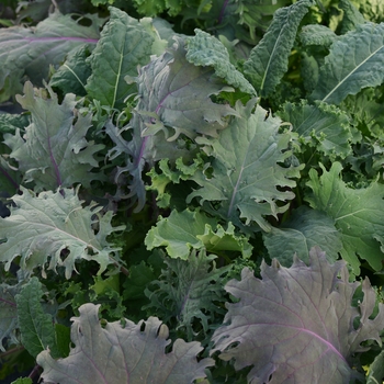 Brassica oleracea - Kale 'Kale Storm Mixture'