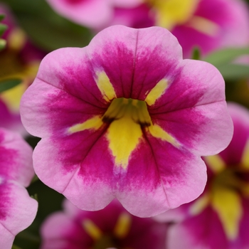 Calibrachoa (Million Bells) - Calibrachoa 'Bumble Bee Pink'