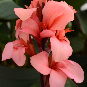 Canna x generalis - Canna Lily 'Cannova Bronze Mango'