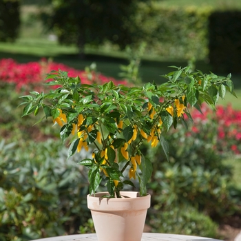 Capsicum annuum - Hot Lemon Hot Pepper