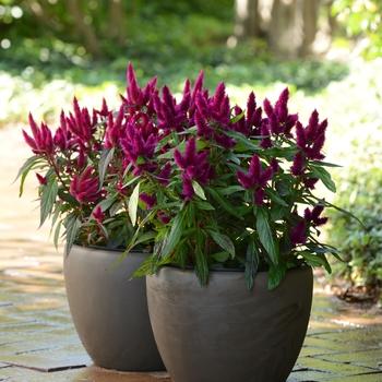 Celosia argentea - Celosia 'Spiked'
