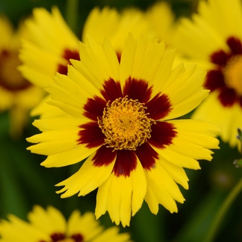 Coreopsis grandiflora - Tickseed 'SunKiss'