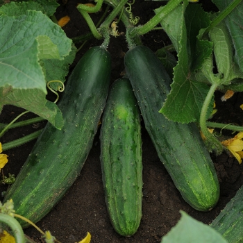 Cucumis sativus - Patio Snacker Cucumber