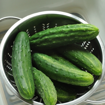 Cucumis sativus - Cucumber 'Patio Snacker'