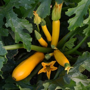 Cucurbita pepo - Gold Zucchini, Summer Squash