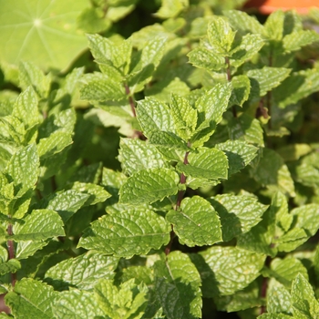 Mentha spicata - Mint 'Spearmint'
