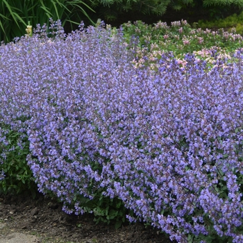 Nepeta x faassenii - Catmint 'Purrsian Blue'