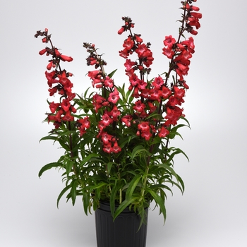 Penstemon - Beard Tongue 'Cherry Sparks' 
