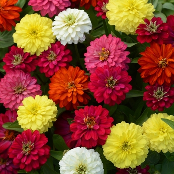 Zinnia marylandica - Zinnia 'Zahara Mix'
